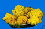 Islandmoos gelb gefärbt u. präpariert, 50g